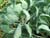 Brussel Sprouts Growing